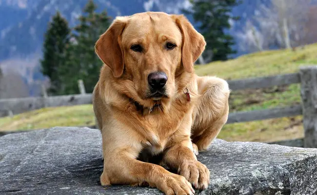 labrador 081656 650 400