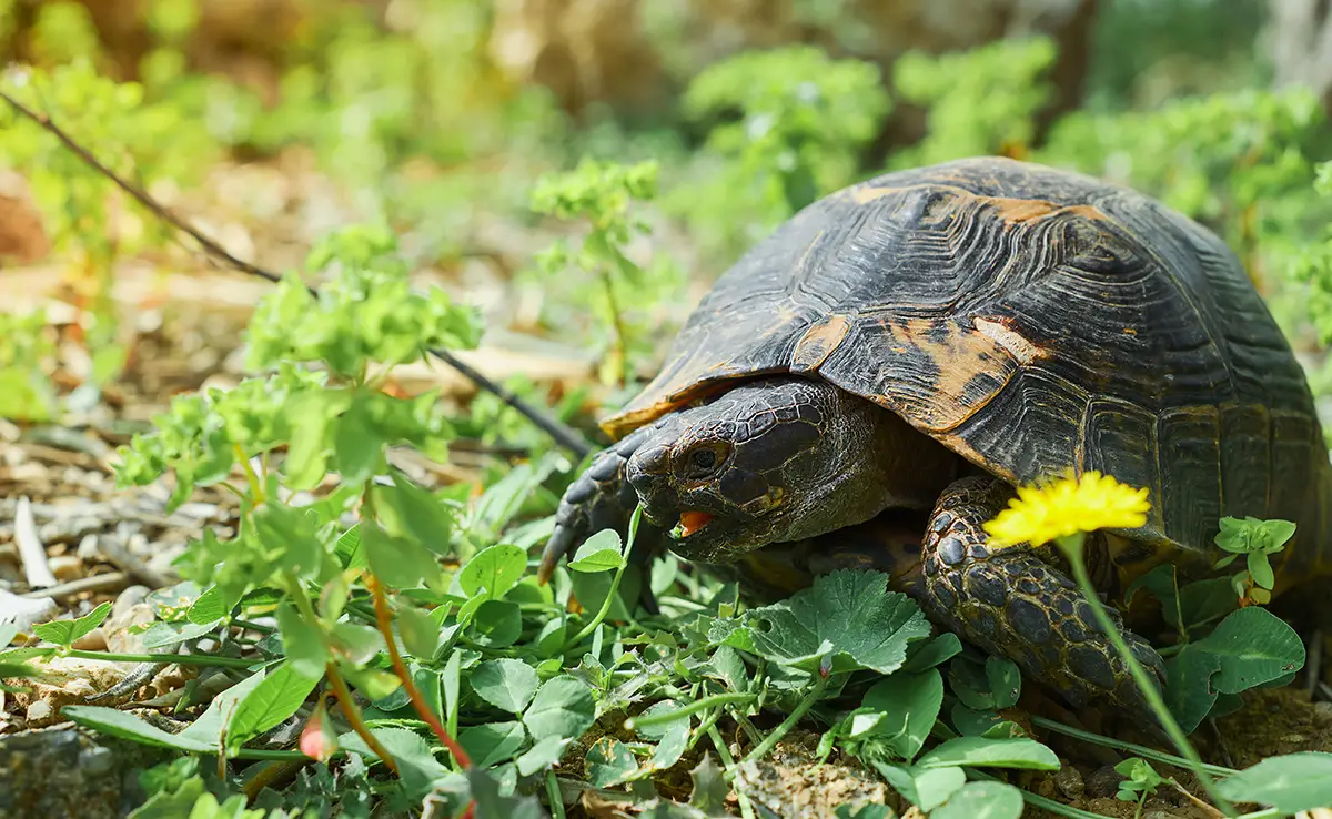 11 nuttige planten voor schildpadden