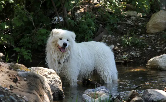 samoyede 114335 650 400