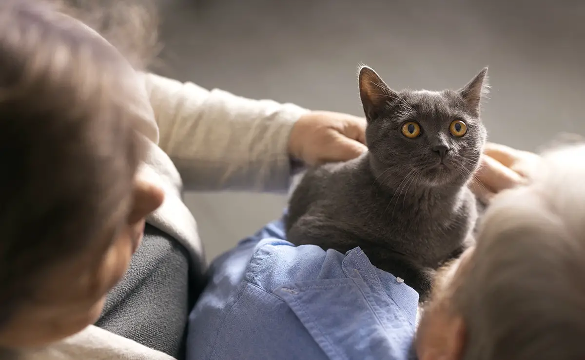 Wratten Bij Katten Oorzaken, Symptomen, Behandelingen En Preventie