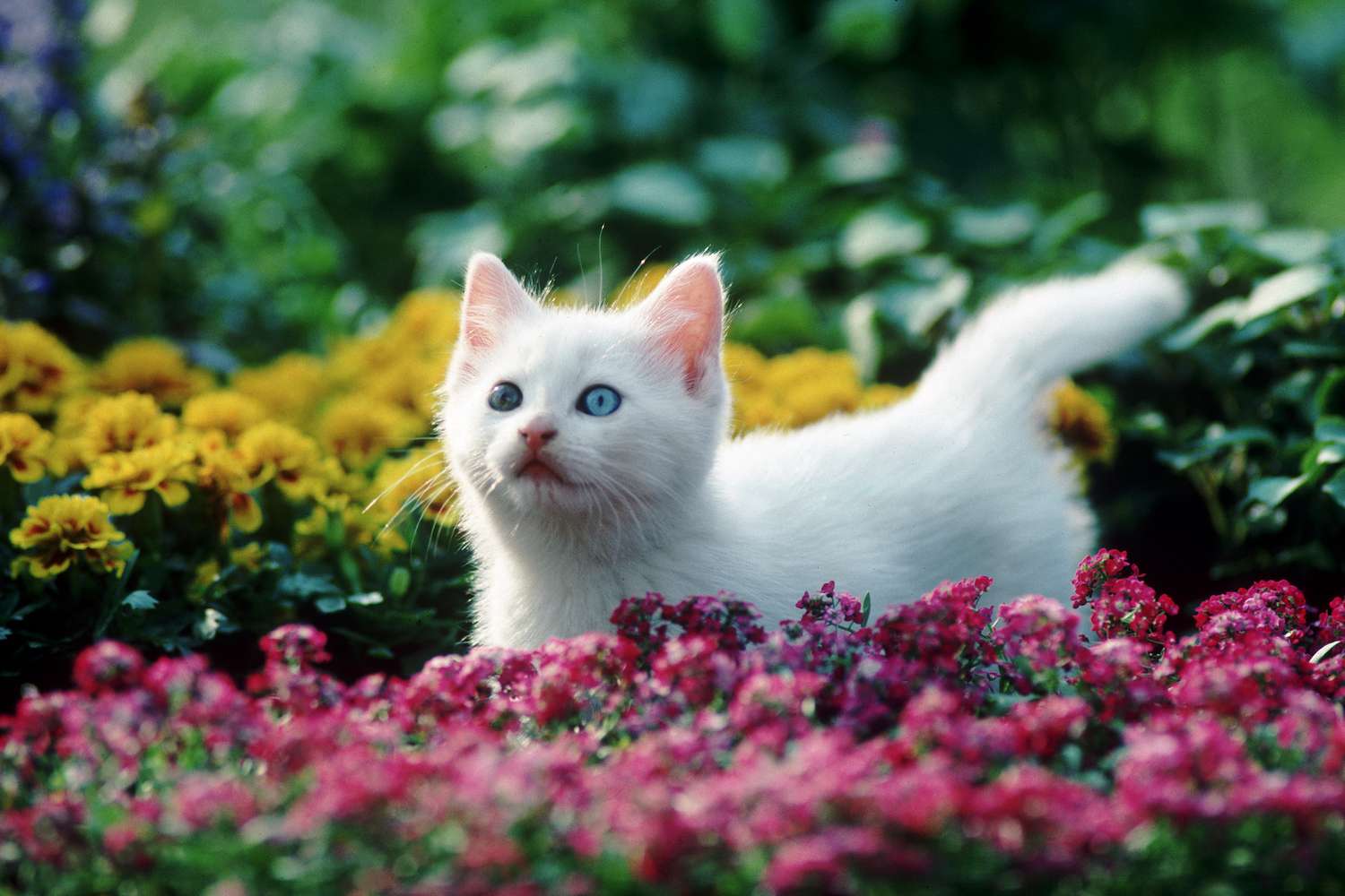 een wit katje met blauwe ogen staat in een veld of rode en gele bloemen