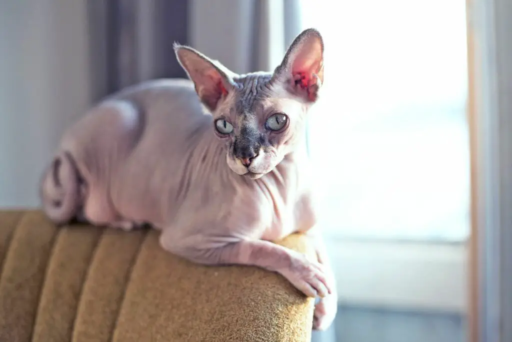 1701156754 hairless cat names 578970031 2000 67707c758a654c8184bbf36dacef0cf7