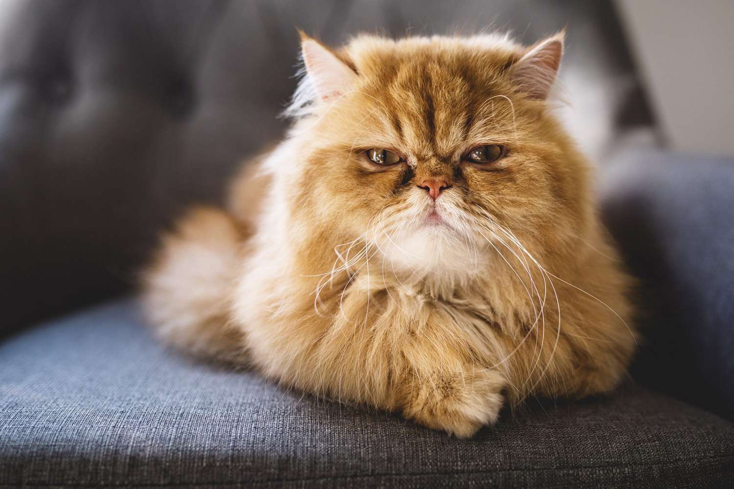 boos uitziende oranje Perzische kat