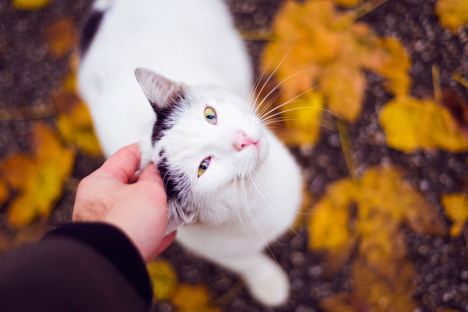 man die kat aait die op gouden herfstbladeren staat;  herfstnamen voor katten