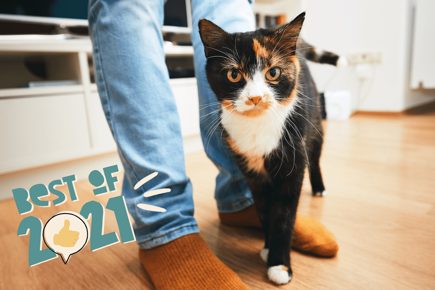 kat wrijft tegen iemands been - beste kattennamen van 2021