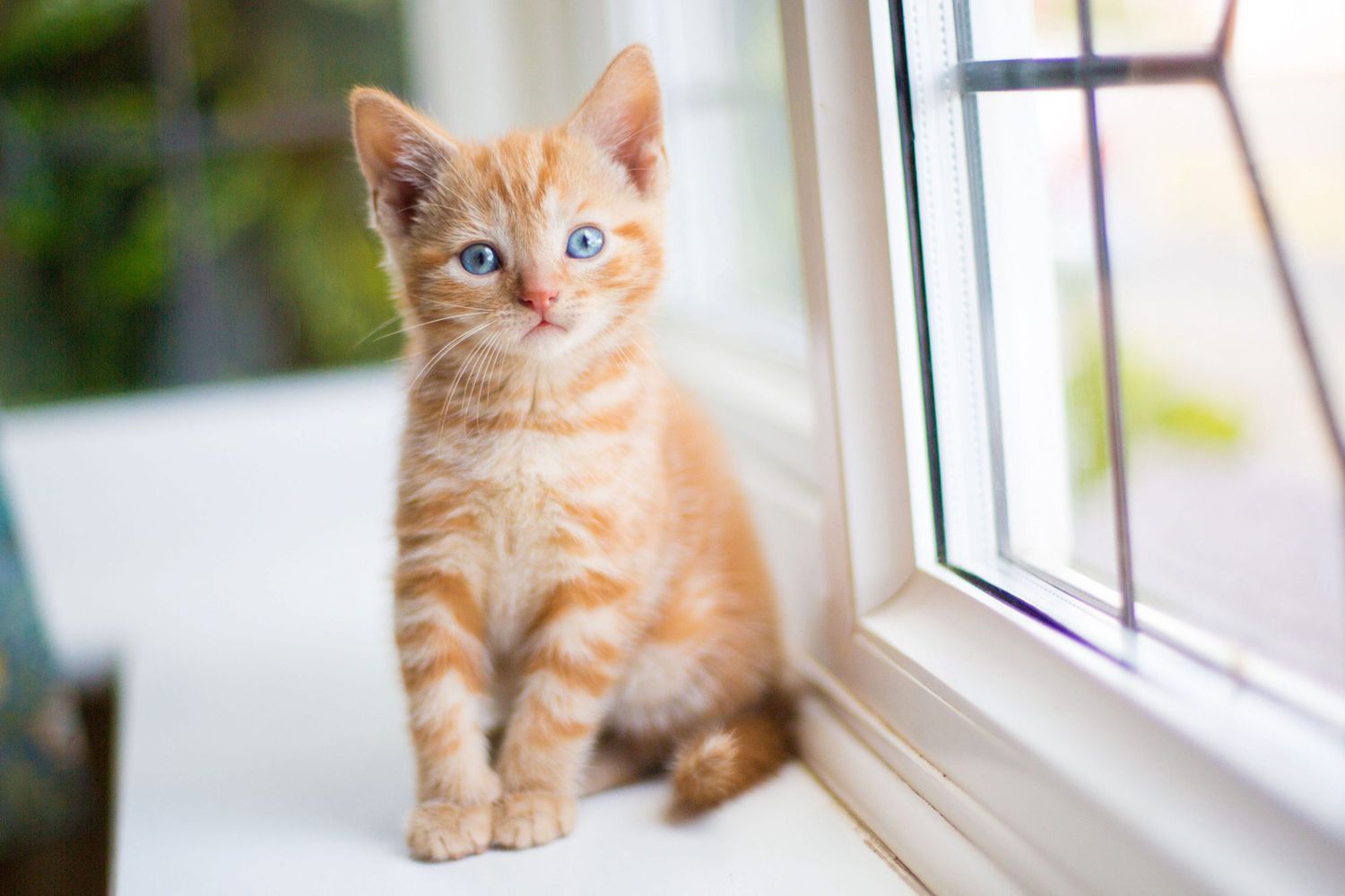 oranje katje, zittend op de vensterbank;  beste vrouwelijke kattennamen