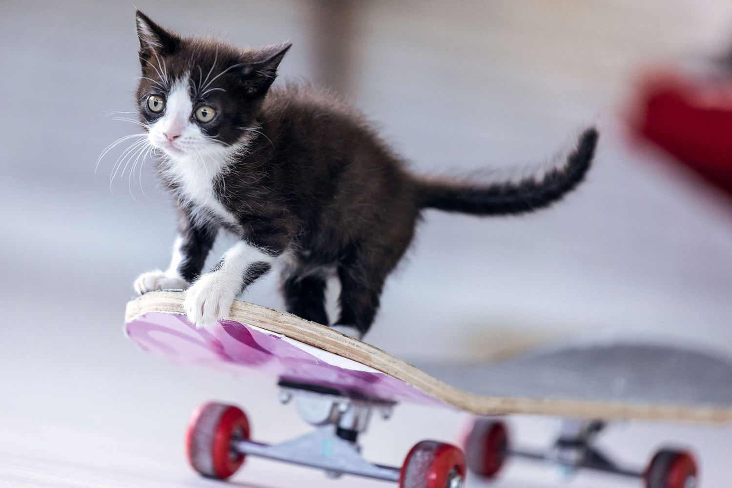 zwart-wit katje op skateboard;  zwart-witte kattennamen