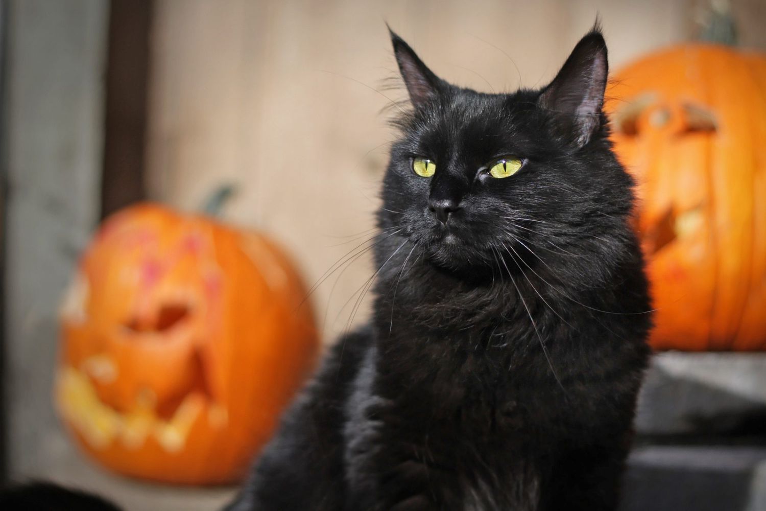 zwarte kat zit met pompoenen