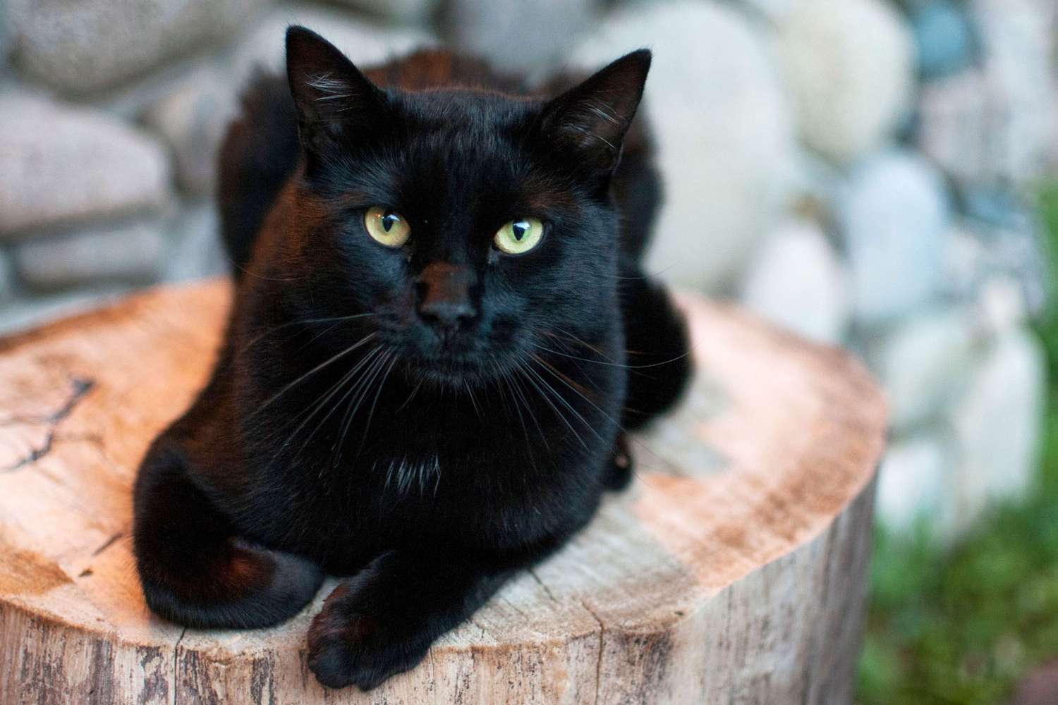 zwarte kat liggend op boomstronk