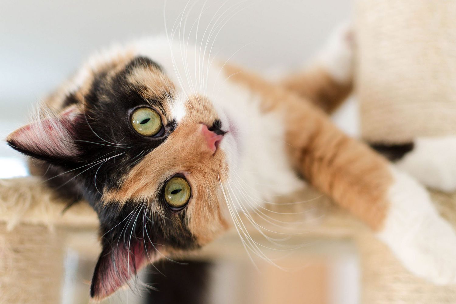 speelse lapjeskat op kattenboom