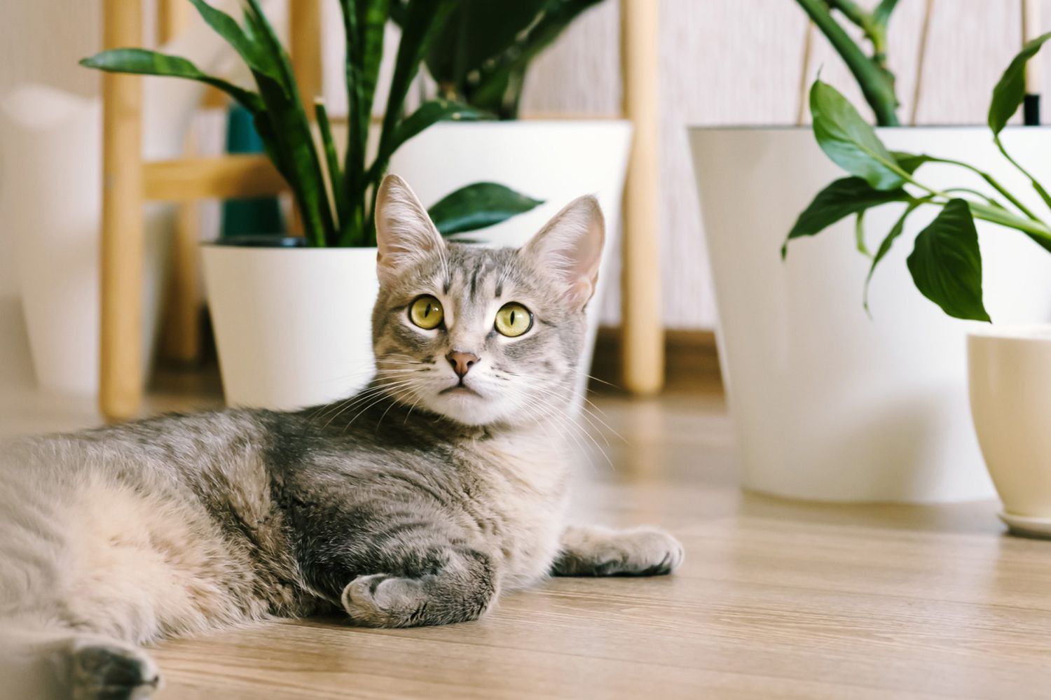 kat ligt op de vloer bij planten;  kattennamen die beginnen met een s