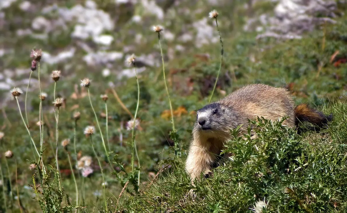 Waarom is de jacht op marmotten mogelijk, ook al is het een beschermd dier?