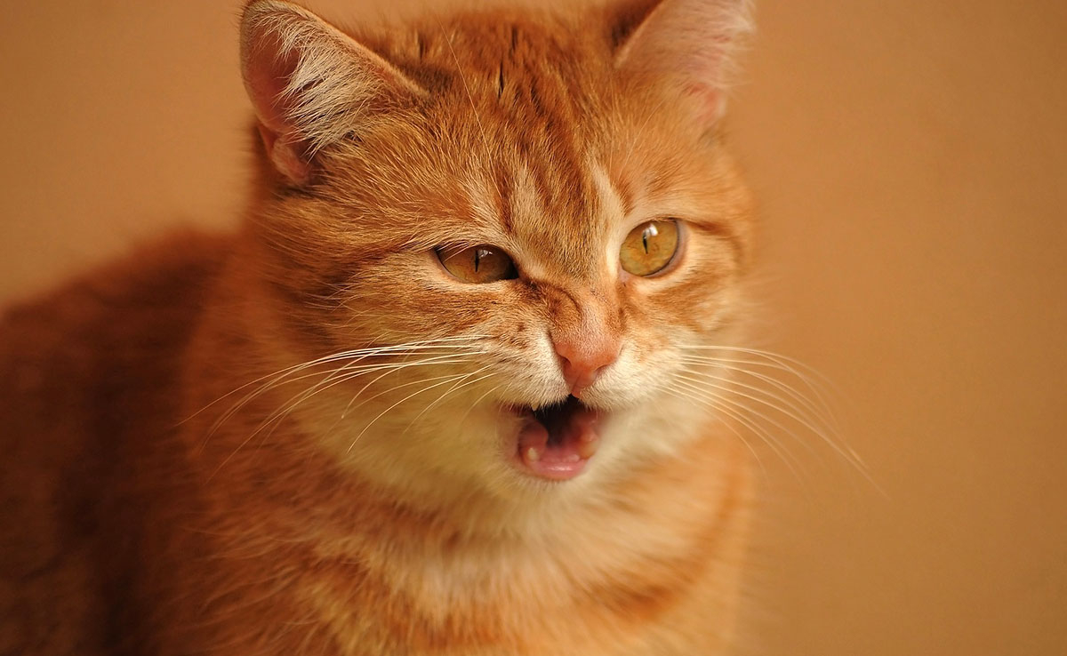 Waarom Hoest Of Niest Mijn Kat? Mogelijke Symptomen En Behandeling