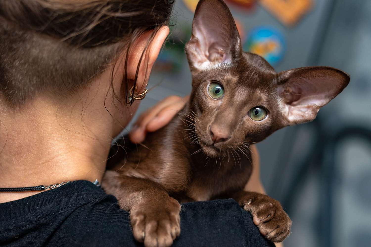 Oosters korthaar kitten met chocoladebruin haar