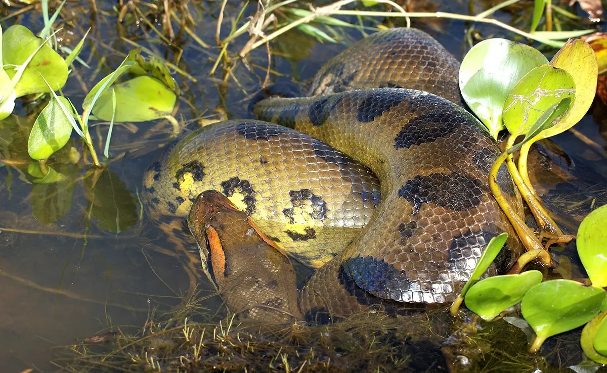 8 ongebruikelijke feiten over anaconda's die je moet weten!