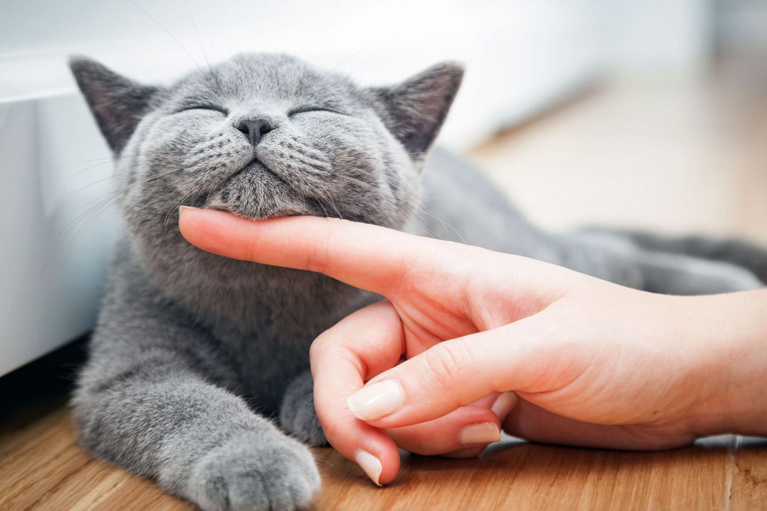 vrouw die grijze kat onder zijn kin aait;  grijze kattennamen