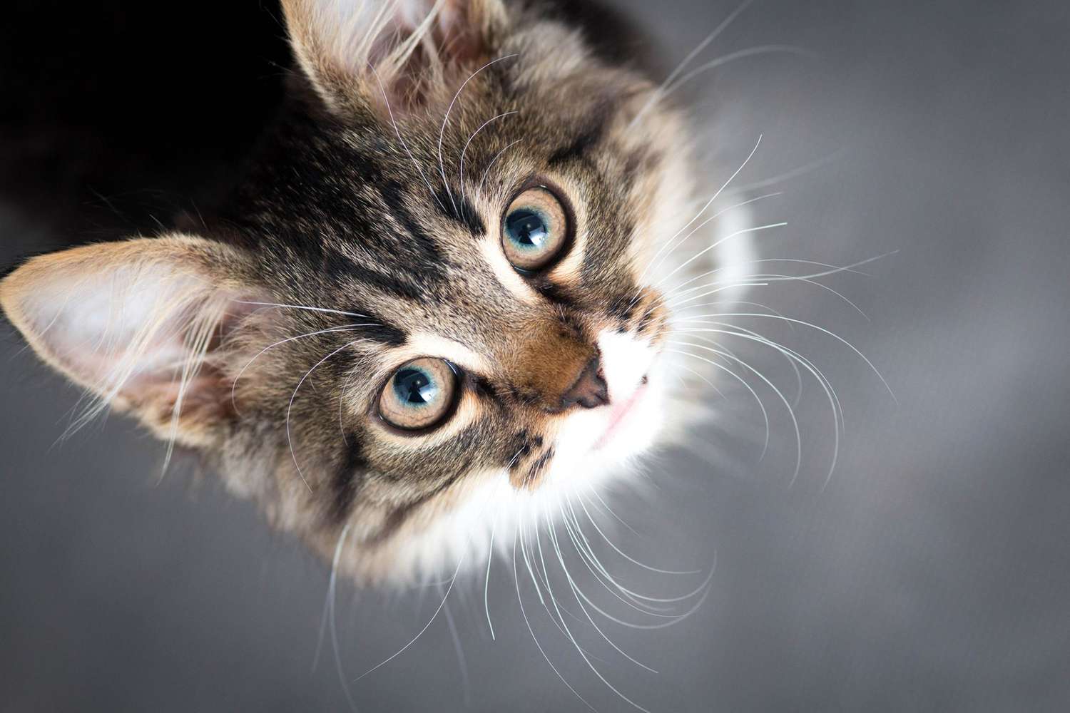 grijze tabby kitten kijkend naar de camera