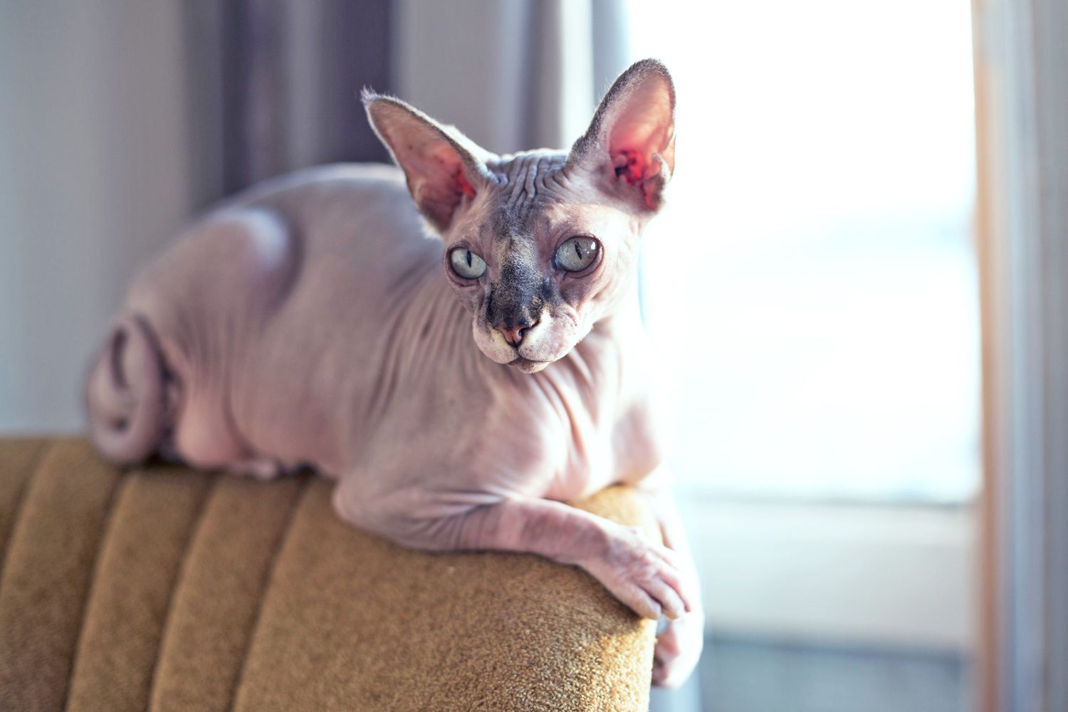 sphynx, een haarloze kat, zit op de rugleuning van een gestoffeerde stoel