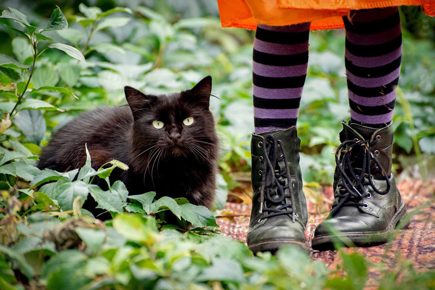 Halloween zwarte kat zit buiten in de buurt van de benen van een klein meisje, gekleed in een oranje jurk, paars gestreepte panty's en leren laarzen