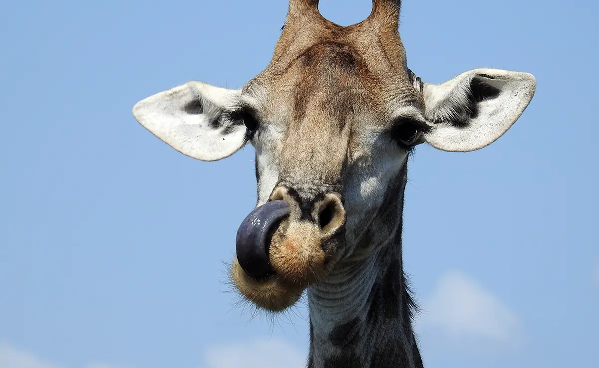 Giraffen hebben blauwe tongen: waar of niet waar?