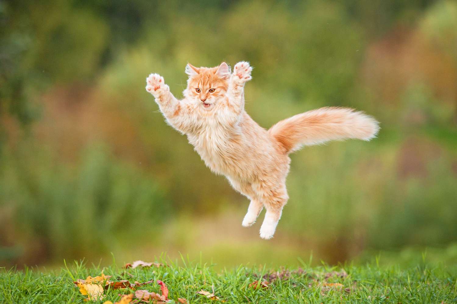 oranje kitten springen