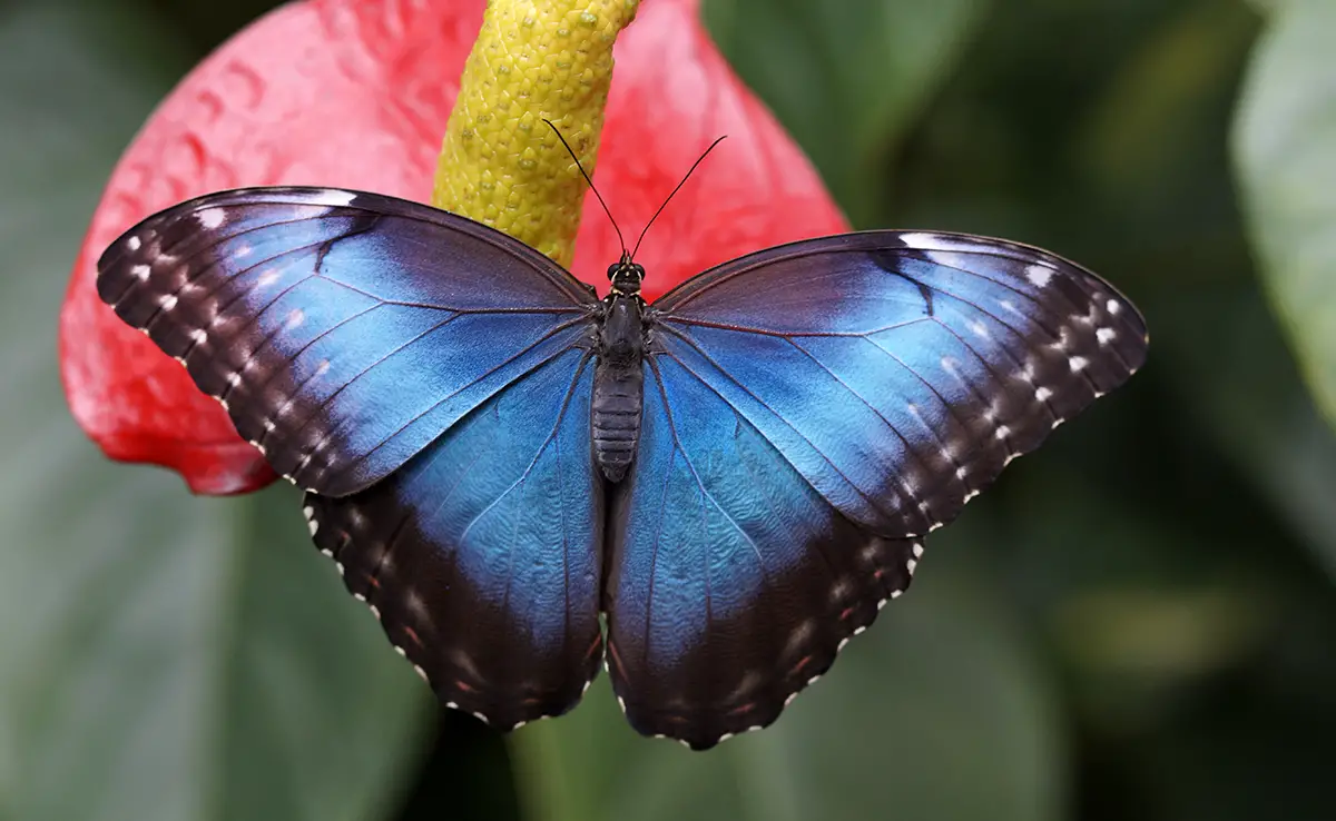 Blue Morpho, een bijzondere vlinder!