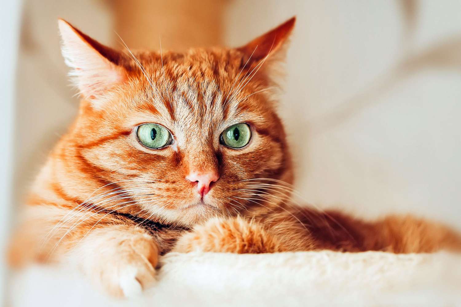 oranje kat met groene ogen op baars