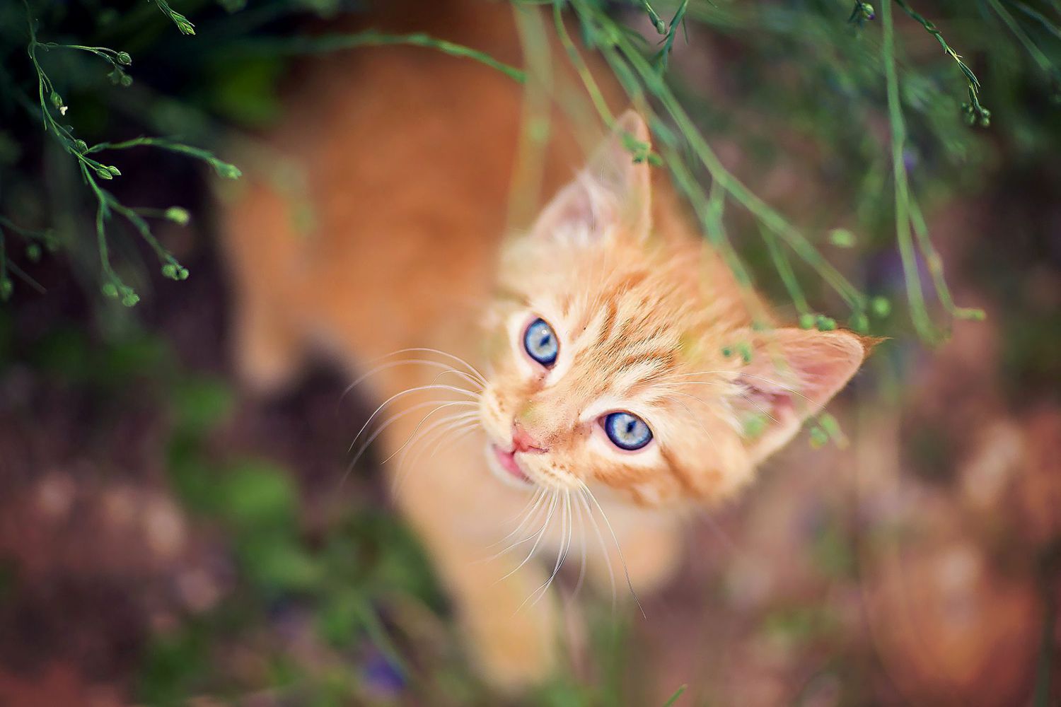 oranje katje in gras;  oranje kattennamen