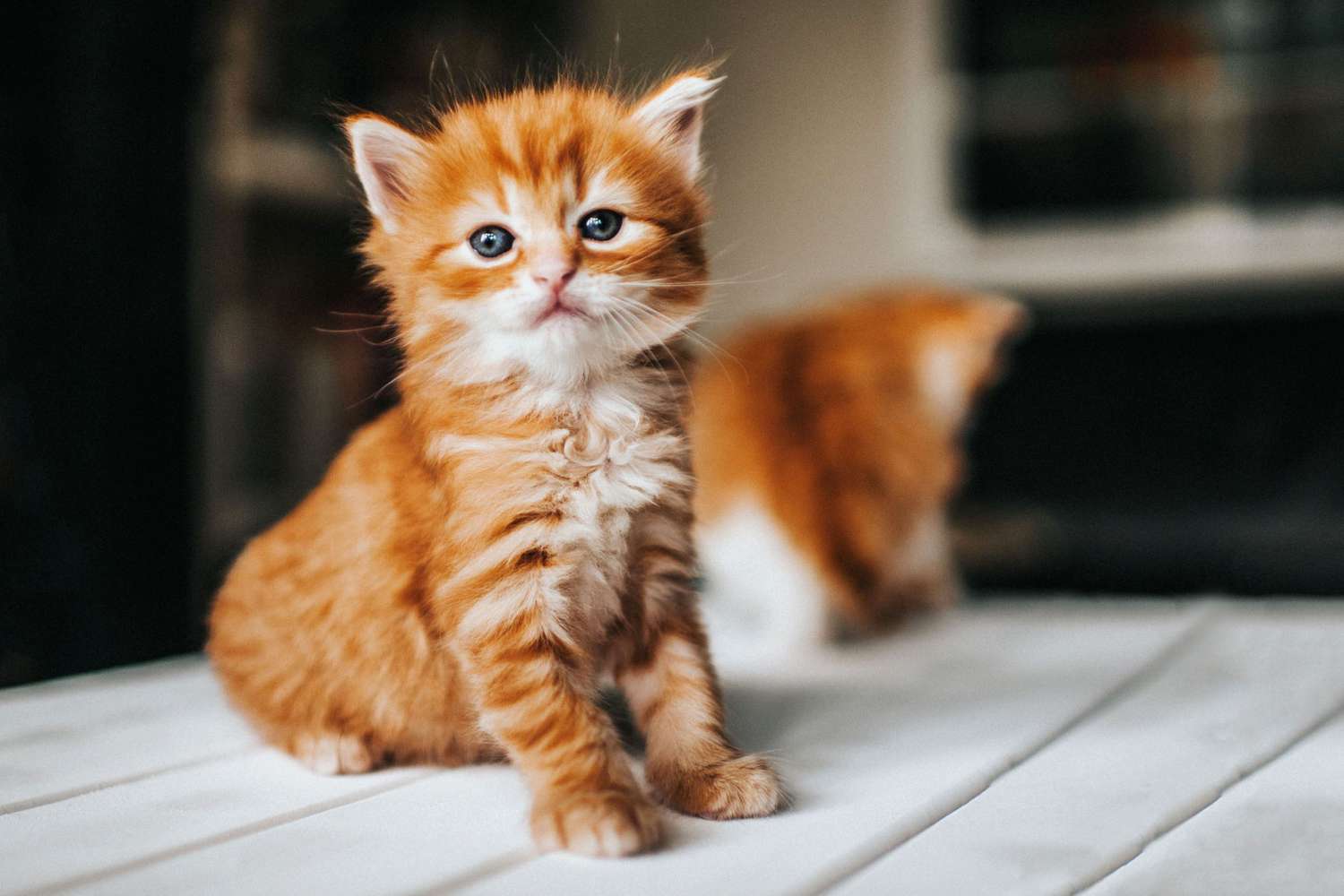 schattig katje met strepen