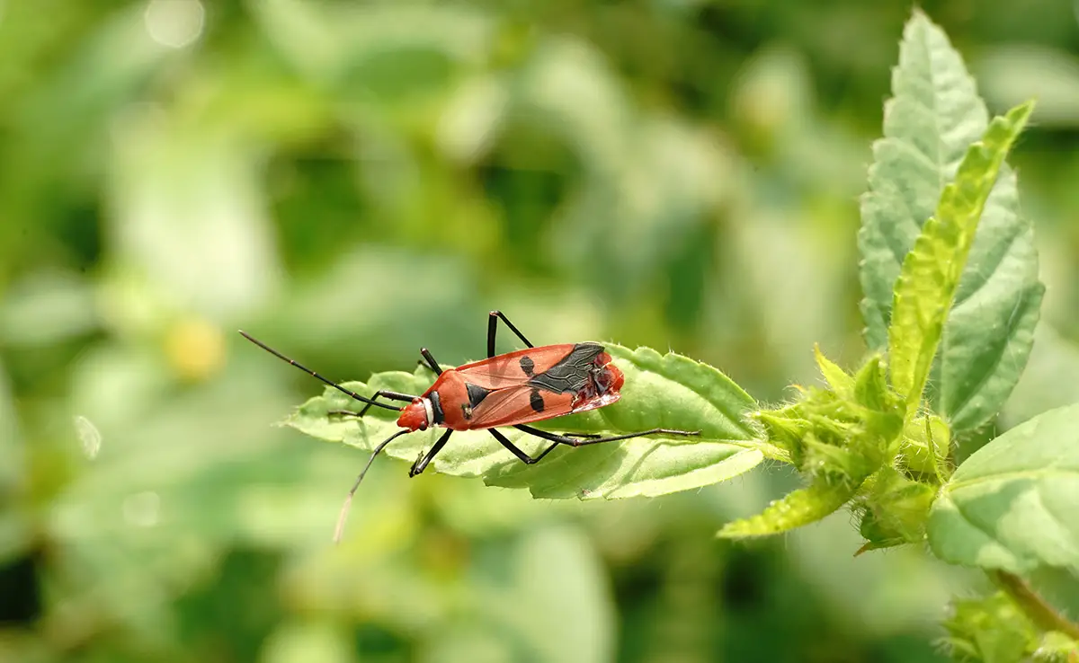 5 goede redenen om insecten te beschermen!