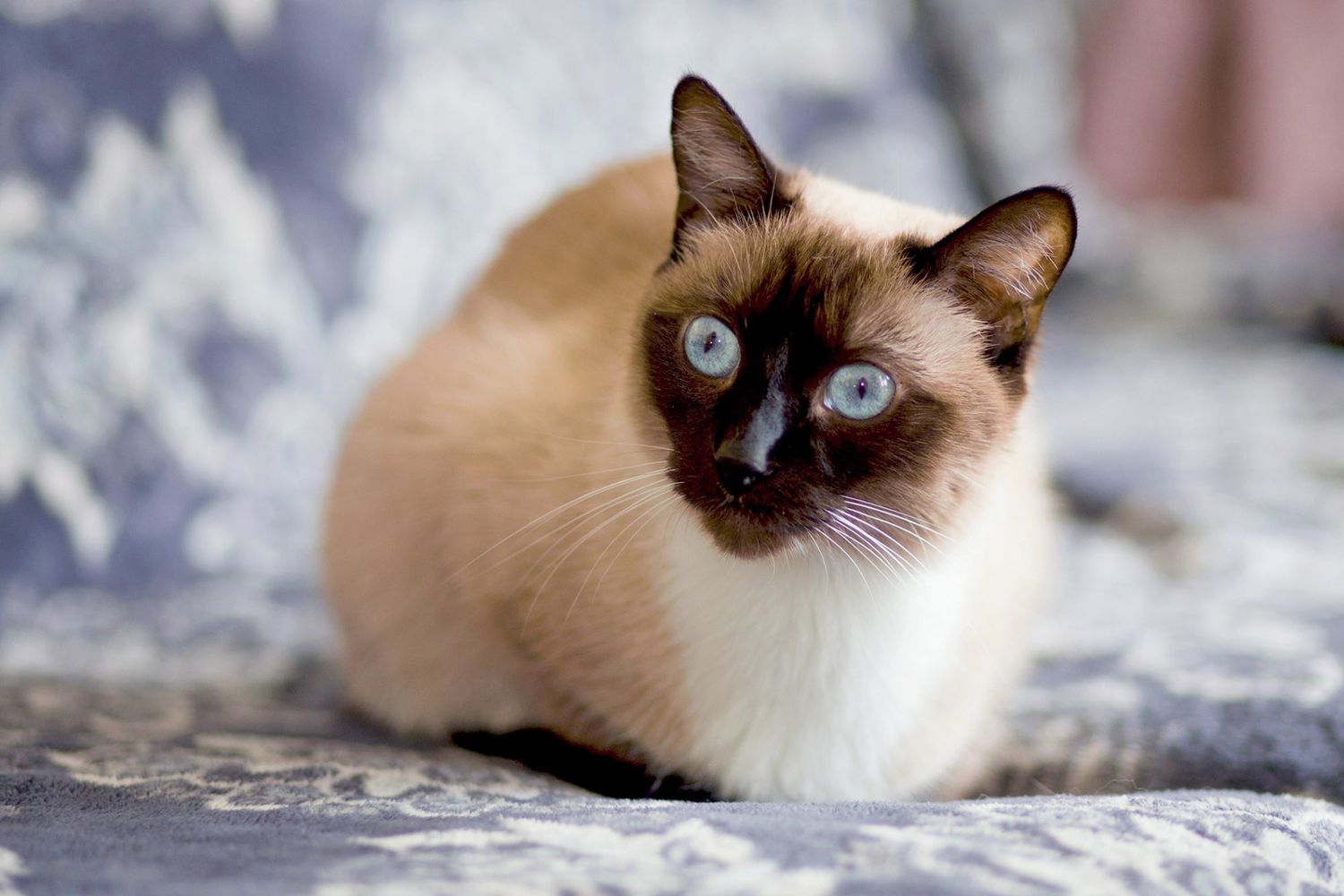 Siamese kat ligt op blauw dekbed