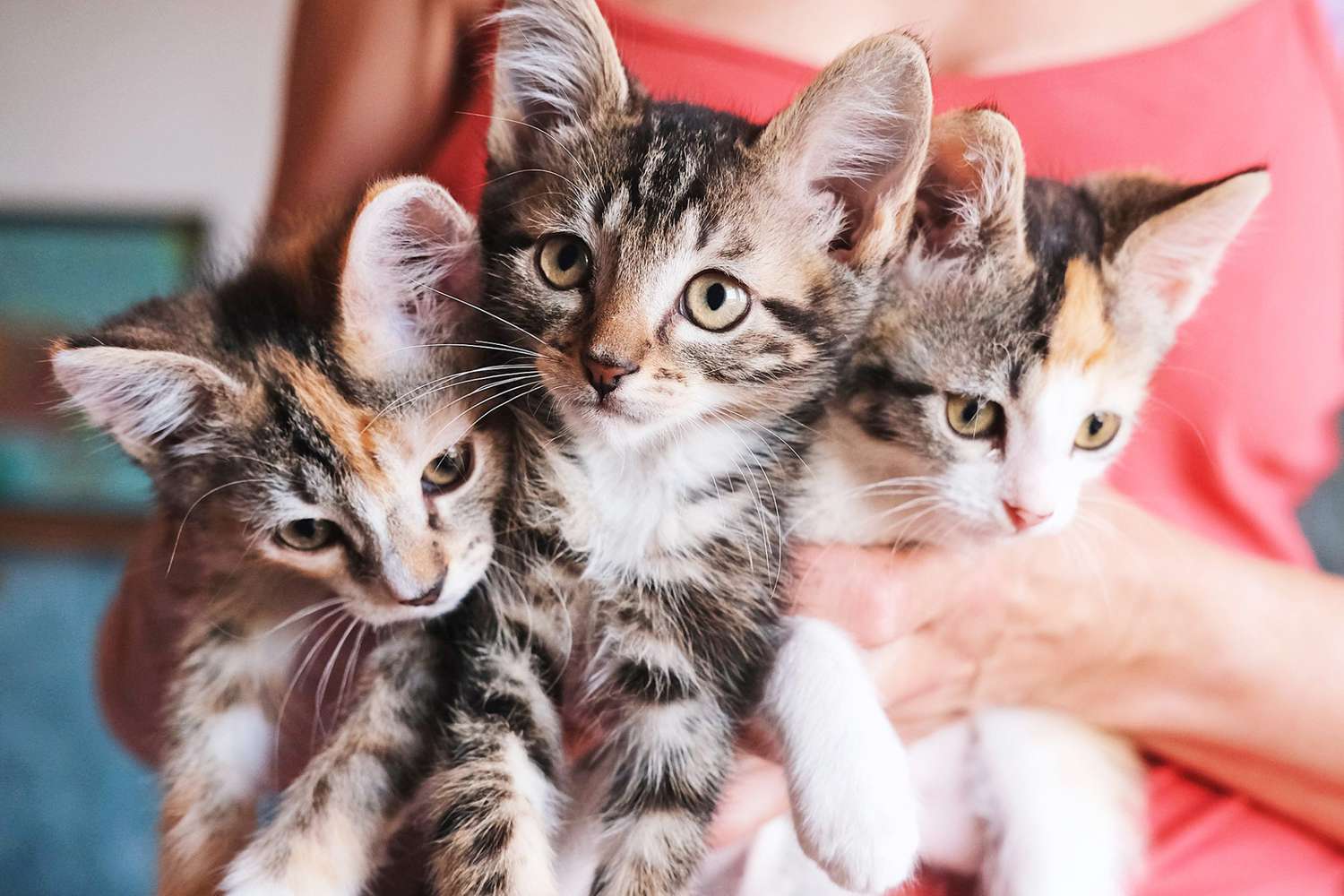 vrouw met drie tabby kittens in haar handen