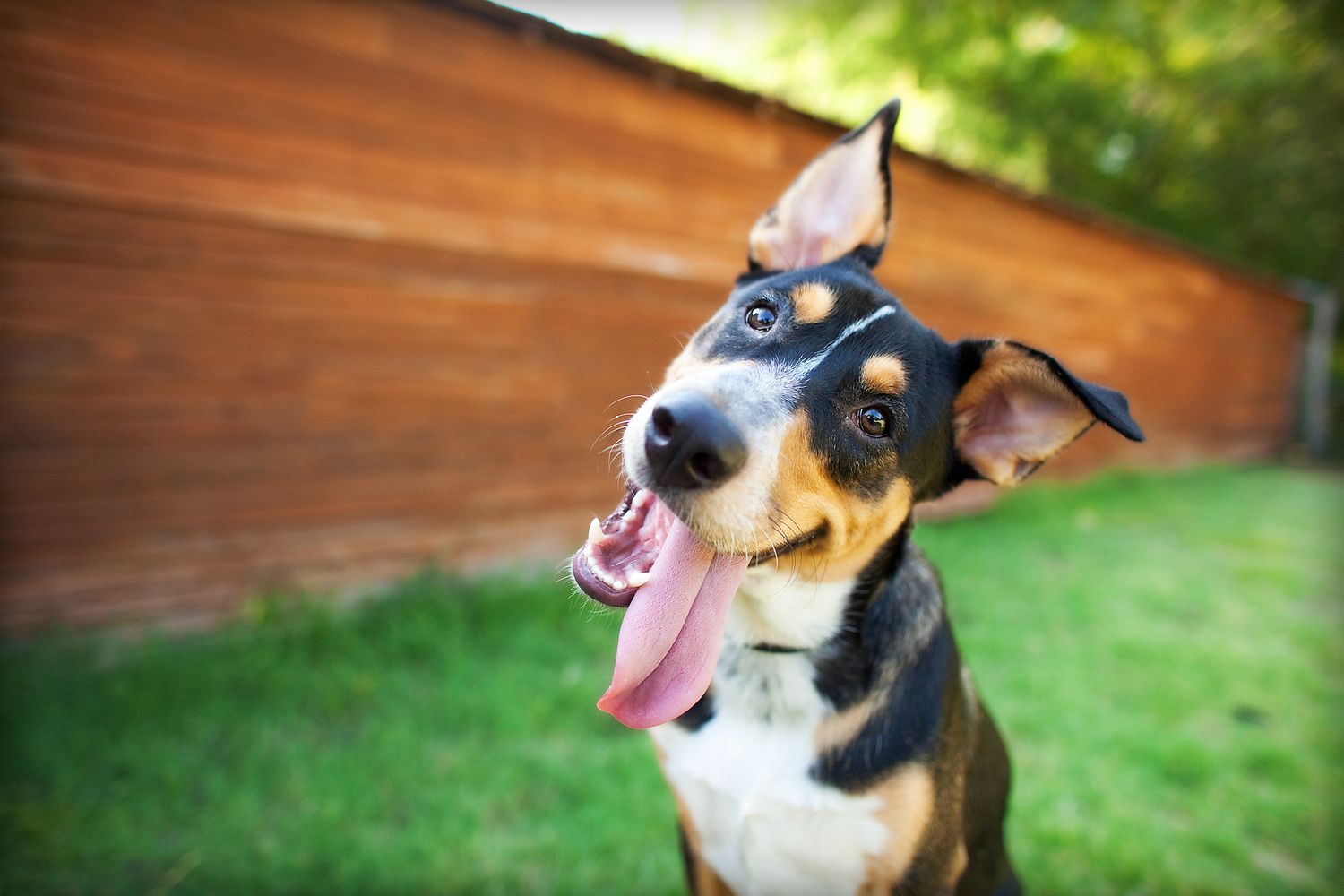 een zwart-bruine en witte hond met grote oren lacht naar de camera met de tong uit de zijkant