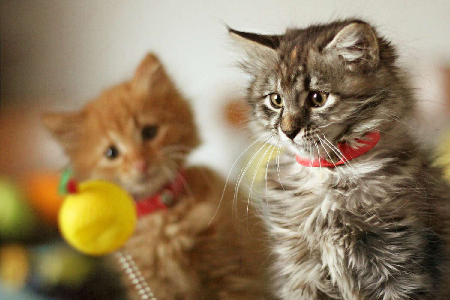 Twee kittens spelen met een balspeeltje op een stokje