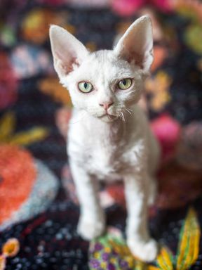 witte devon rex kat op bloemenbank