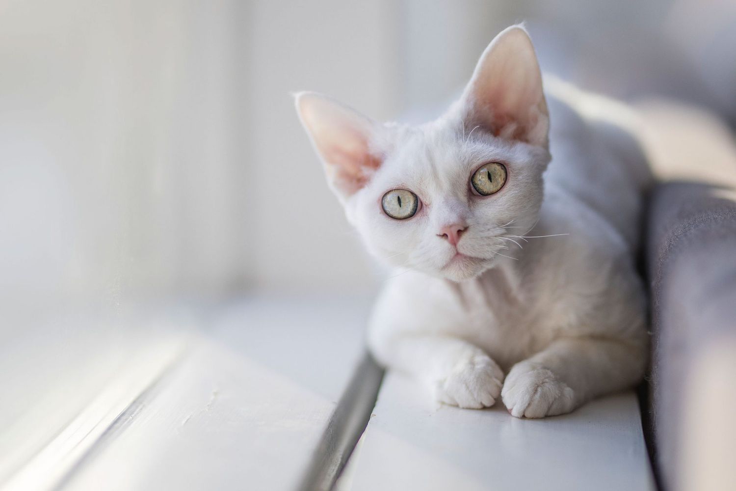 witte devon rex kat, zittend op de vensterbank