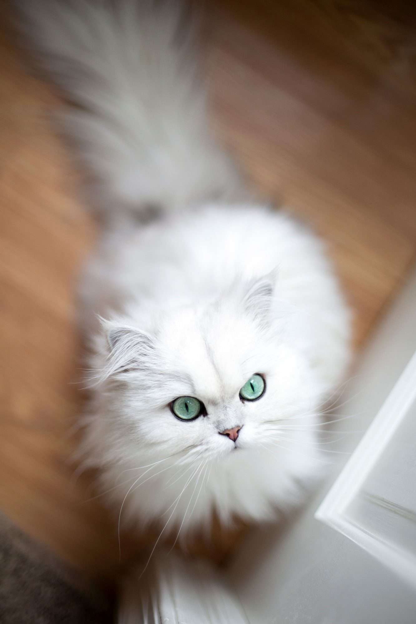 witte Perzische met groene ogen kat van bovenaf