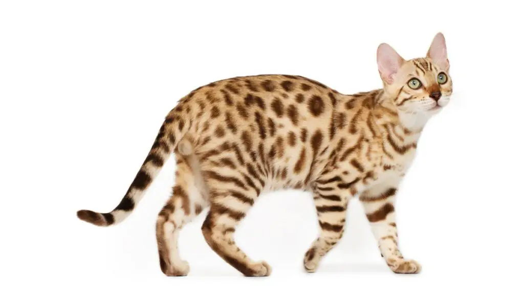 1703659634 1703659630 174 Savannah CAT