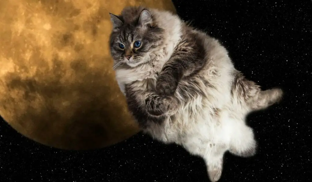 1703663263 Space Cat 1