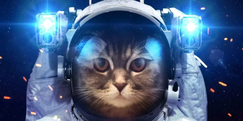 1703696186 spaceship cat compressed