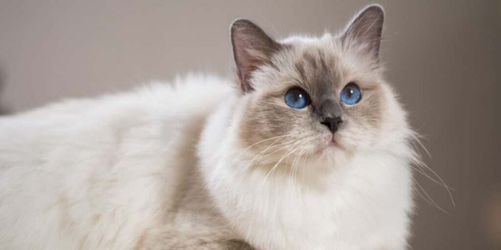 1703699842 beautiful cat compressed