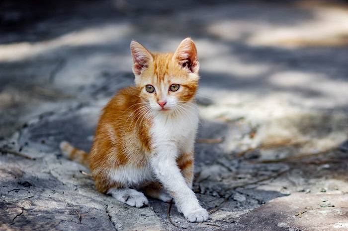 Vrouwelijke kat straalt elegantie en gratie uit