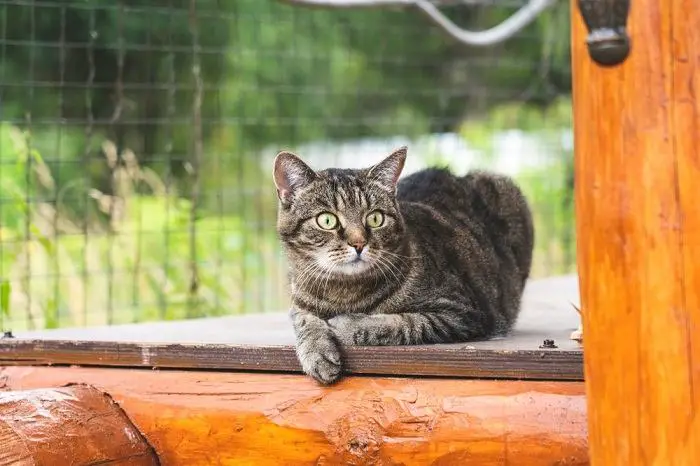 Nieuwsgierige kat met een nieuwsgierige uitdrukking, die de omgeving verkent