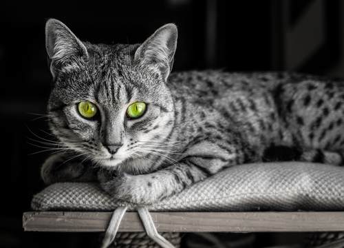 1703777484 EGYPTIAN MAU