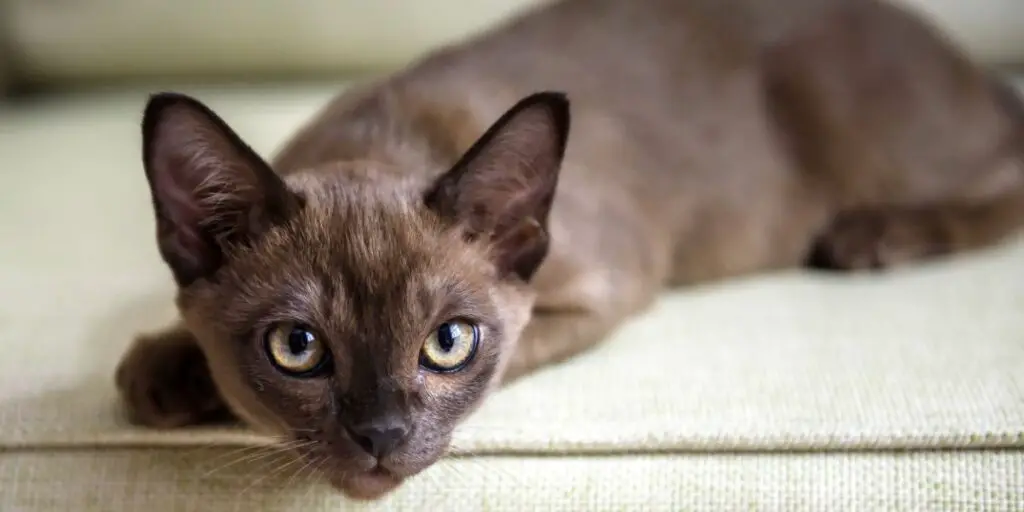 1703781141 Burma cat lying on couch