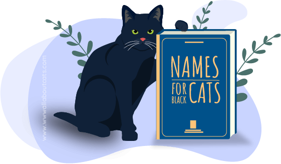 1703830952 Names for Black Cats