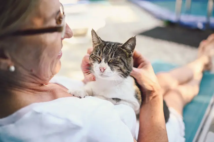 Twee katten die zichzelf geruststellen op een geruststellend moment