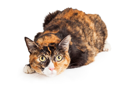 1703856682 calico cat presonality