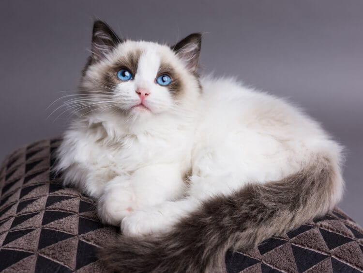 1703860376 825 ragdoll female