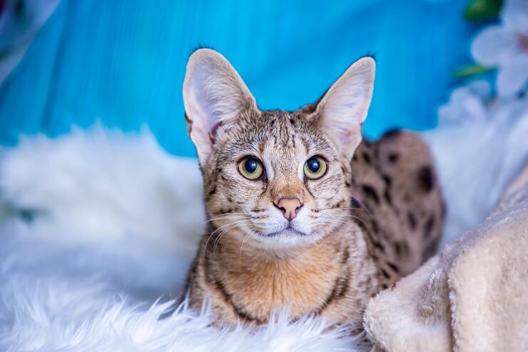 1703867702 17 Male Savannah Cat